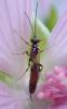 Campopleginae inconnu